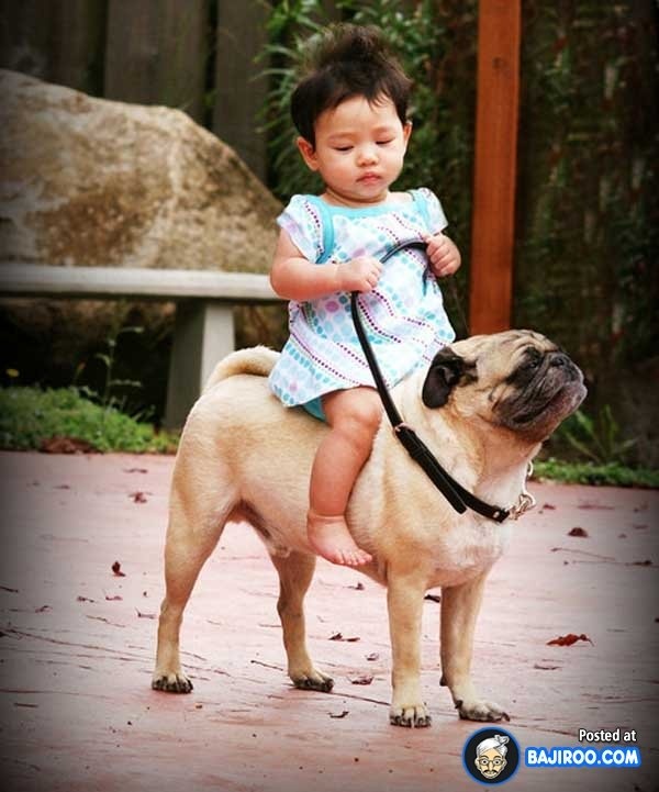 Girl Child Riding Pug Dog Funny Picture