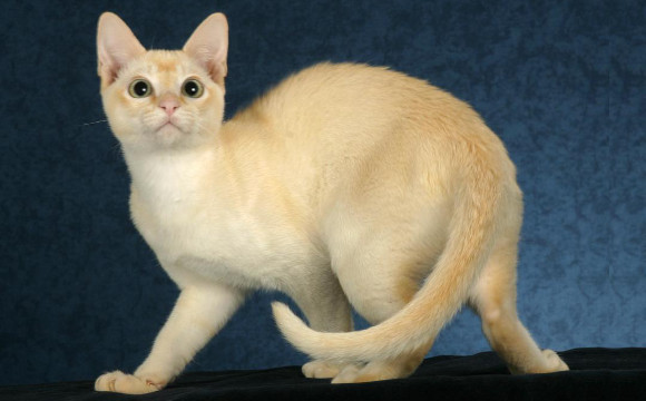 Golden Tonkinese Cat Image