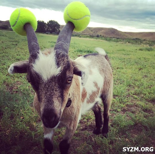 Got With Tennis Balls Horns Funny Picture