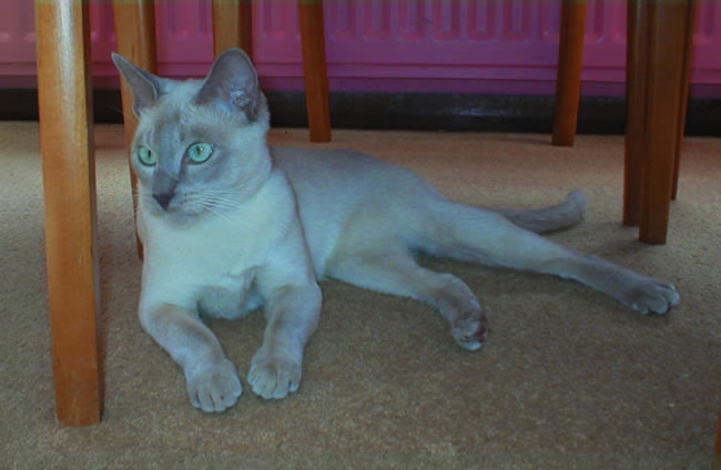 Green Eyes Tonkinese Cat Picture