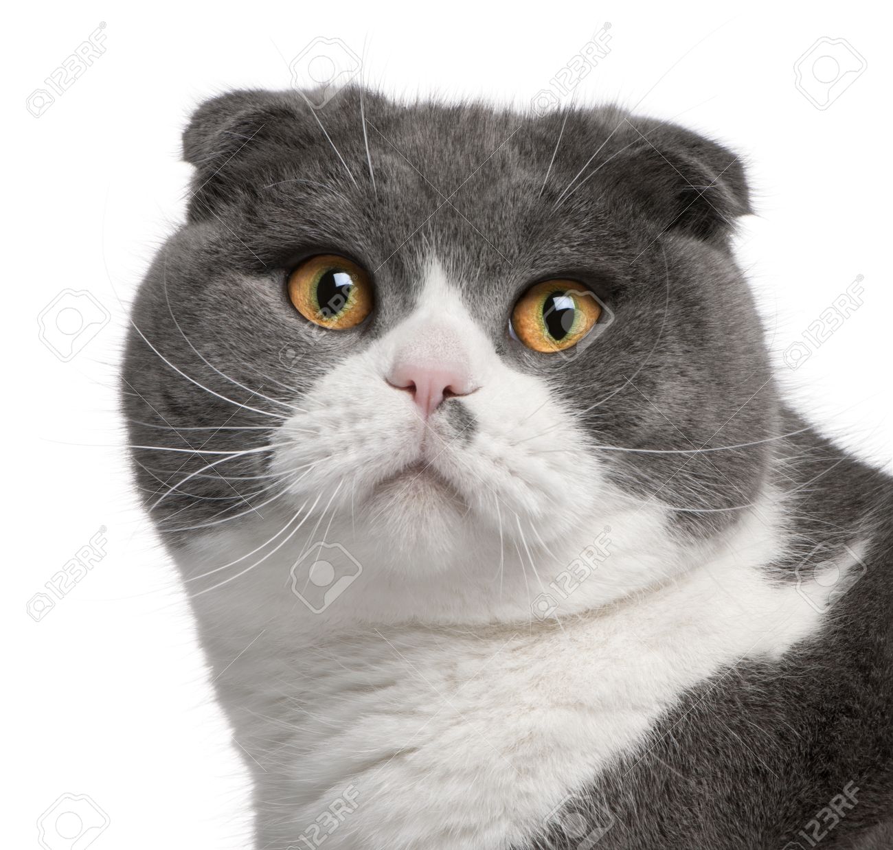 Grey And White Scottish Fold Cat Face
