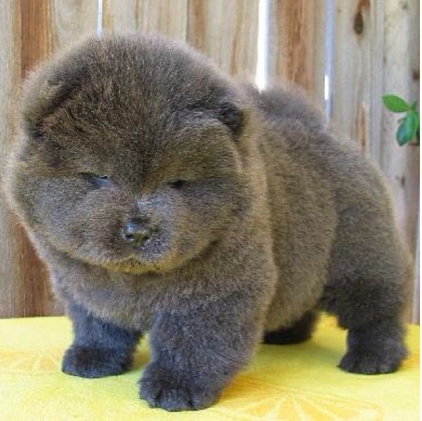 Grey Chow Chow Puppy Picture