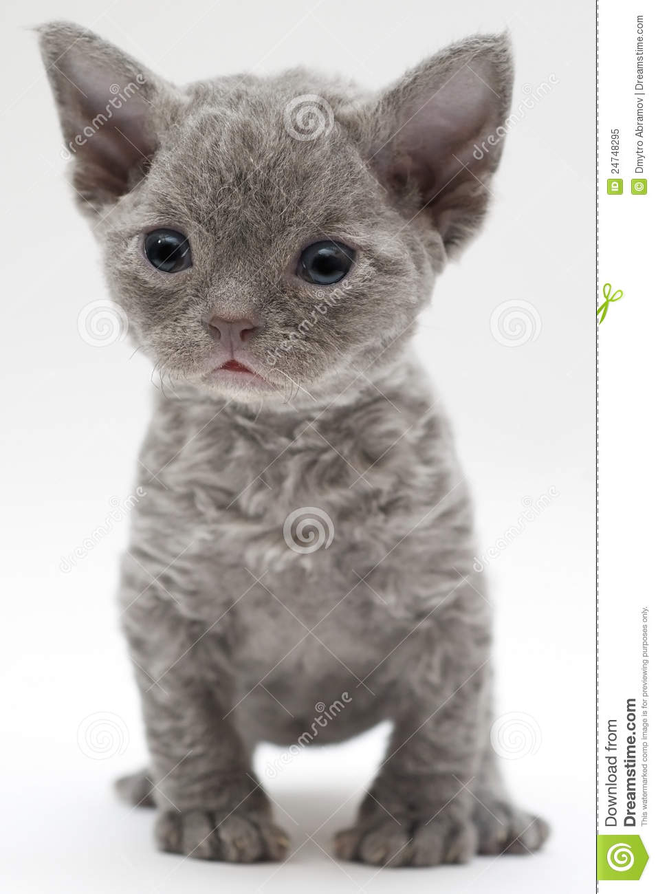 Grey Cute Devon Rex Kitten