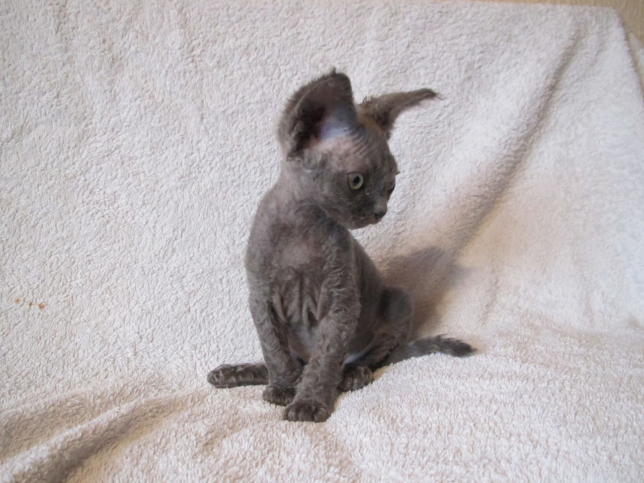 Grey Devon Rex Kitten Sitting