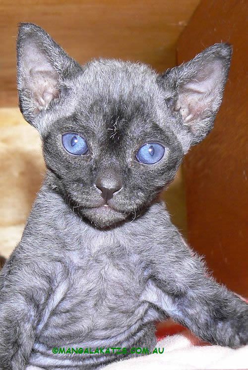 Grey Devon Rex Kitten