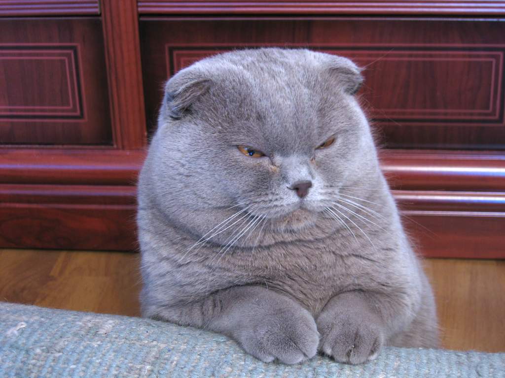 Grey Lazy Scottish Fold Cat