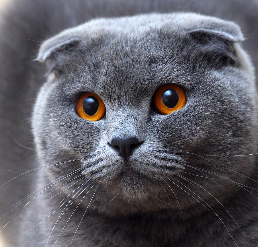 Grey Scottish Fold Cat Closeup Picture