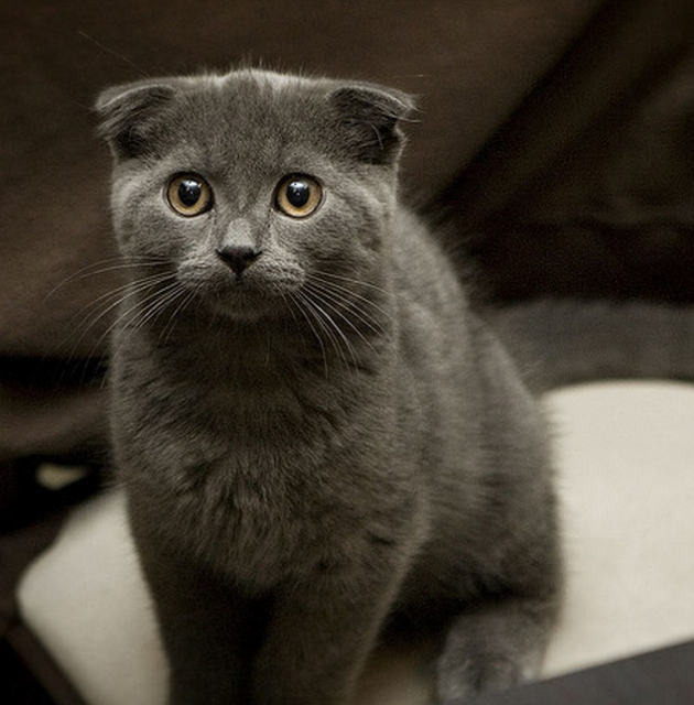 Grey Scottish Fold Cat Photo