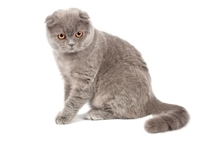 Grey Scottish Fold Cat