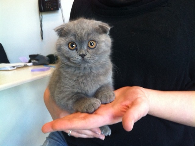 Grey Scottish Fold Kitten On Hand