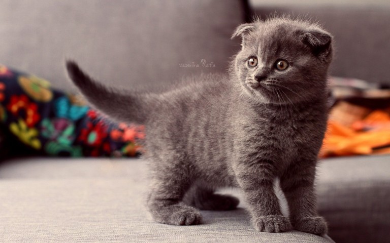 Grey Scottish Fold Kitten Photo