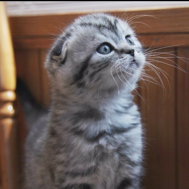 Grey Scottish Fold Kitten Picture