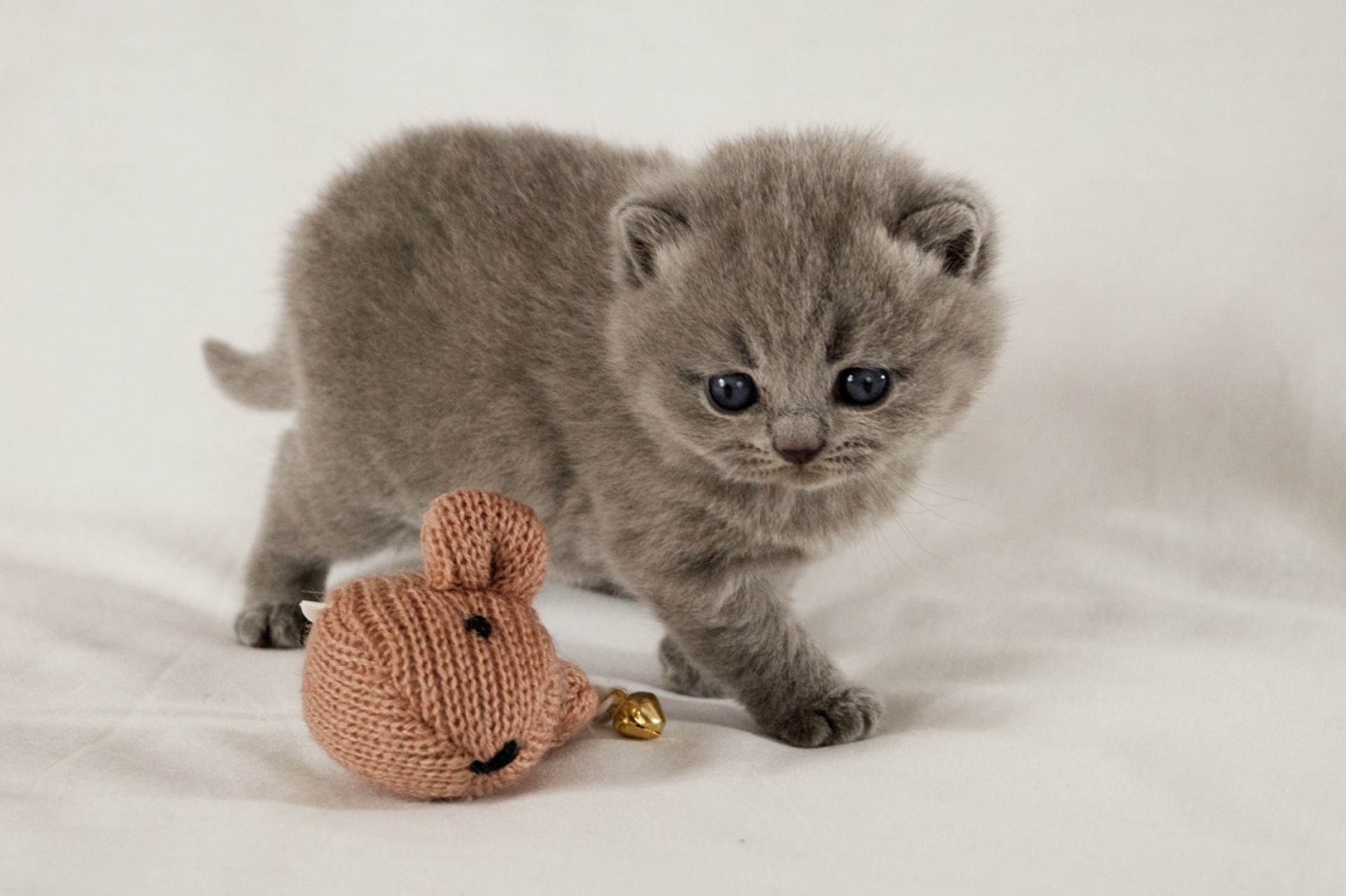 Grey Scottish Fold Kitten Playing With Toy Picture
