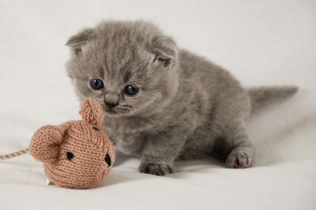 Grey Scottish Fold Kitten Playing With Toy