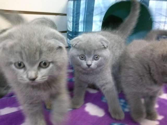 Grey Scottish Fold Kittens