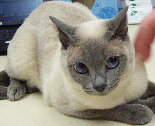 Grey Tonkinese Cat Sitting