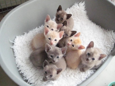 Group Of Cute Little Tonkinese Kittens