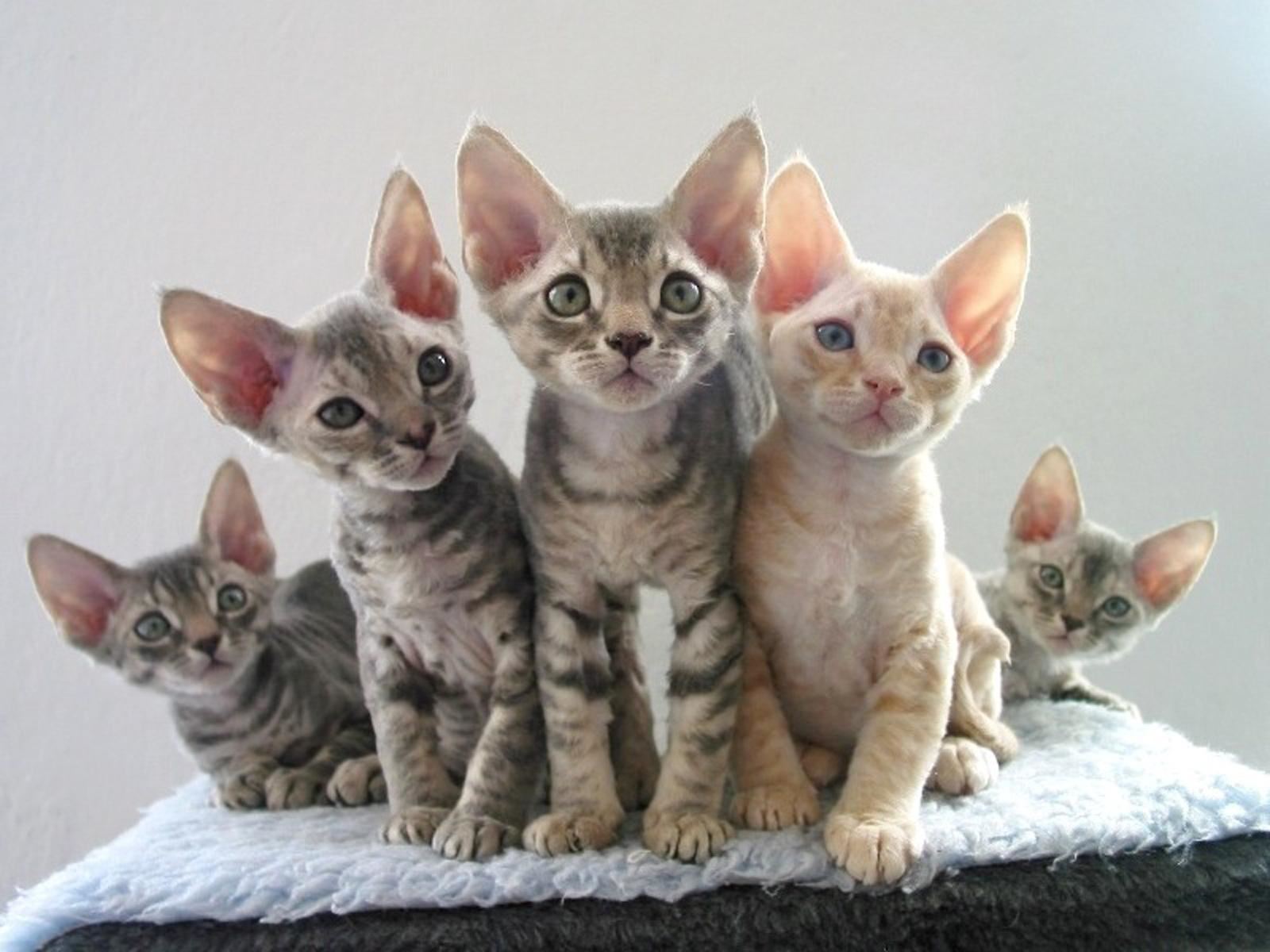 Group Of Devon Rex Kittens