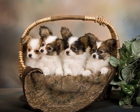 Group Of Papillon Puppies In Basket