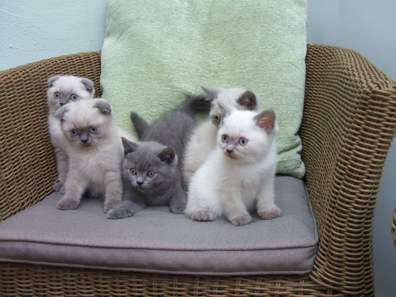 Group Of Scottish Fold Kittens Sitting On Chair