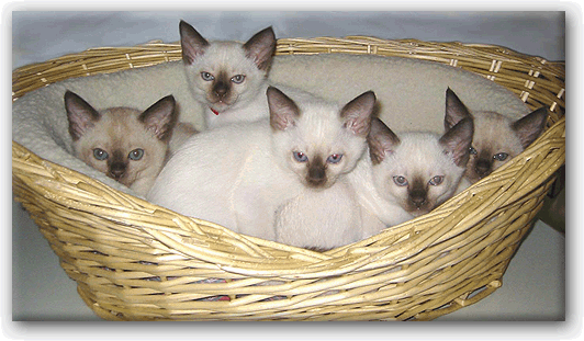 Group Of Tonkinese Kittens In Basket