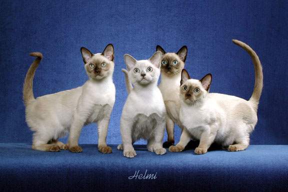 Group Of White Tonkinese Cats