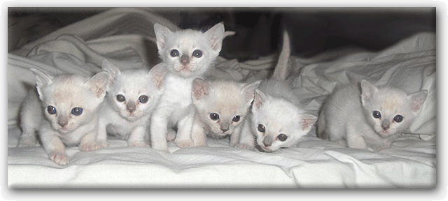 Group Of White Tonkinese Kittens