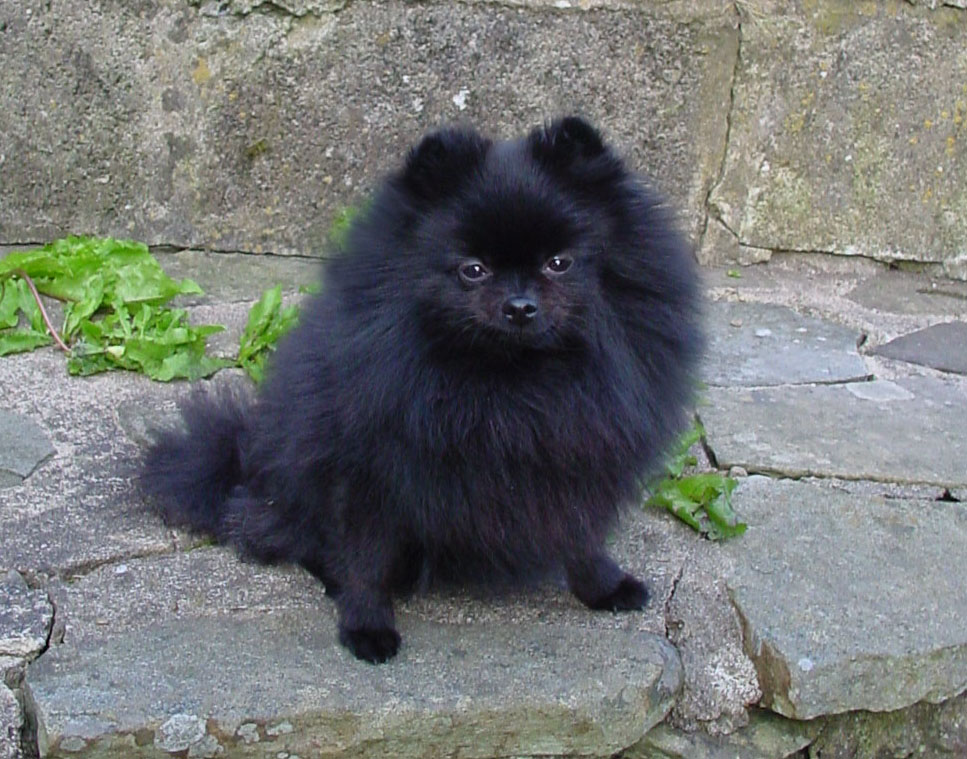Hairy Black Pomeranian Dog