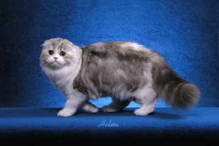 Hairy Scottish Fold Cat