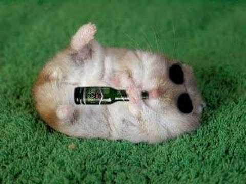 Hamster Drinking Beer Funny Picture