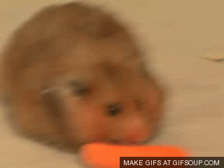 Hamster Eating Carrot Reverse Funny Gif