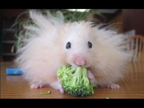Hamster Eating Cauliflower Funny Picture