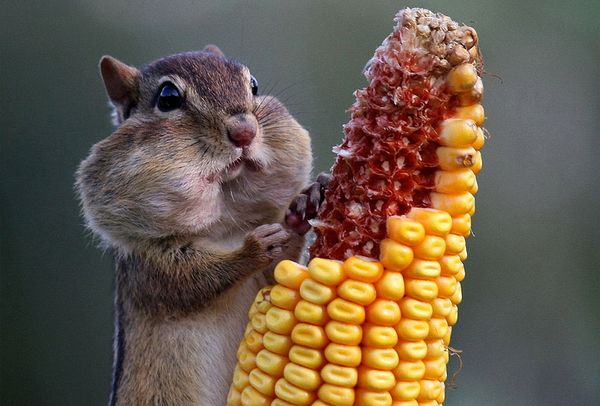 Hamster Eating Corn Funny Picture