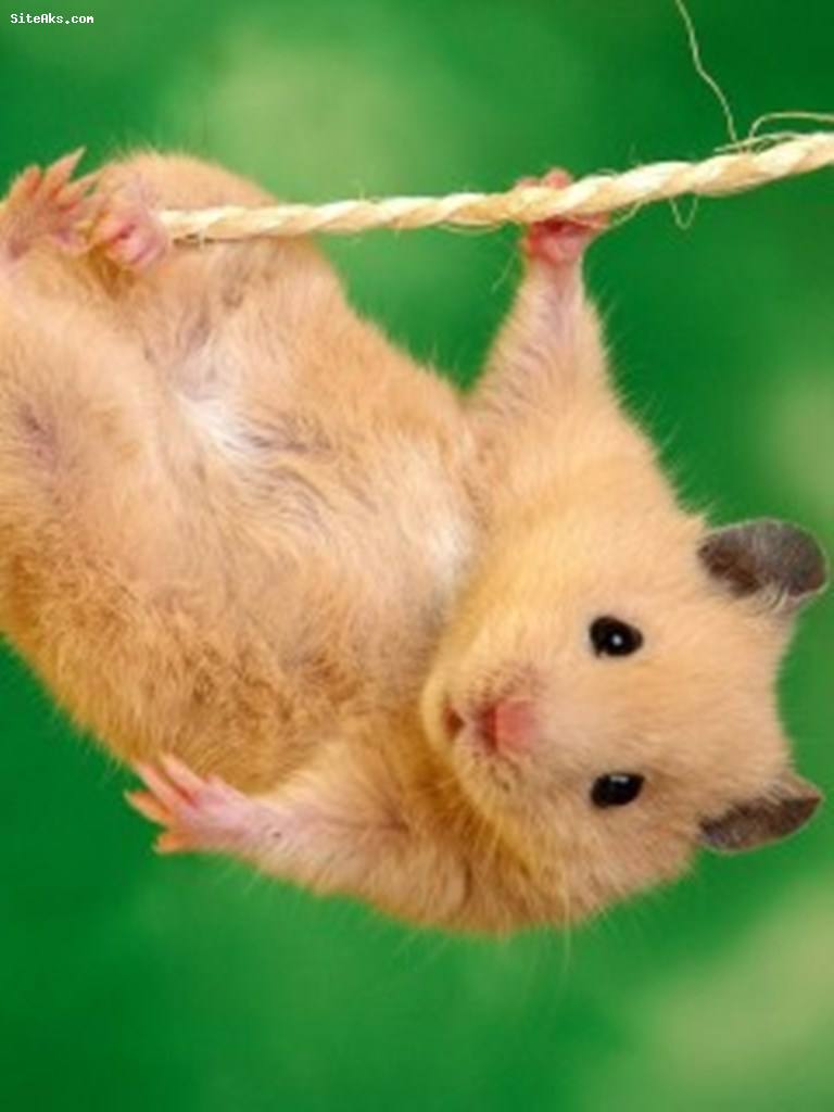 Hamster Hanging With Rope Funny Picture