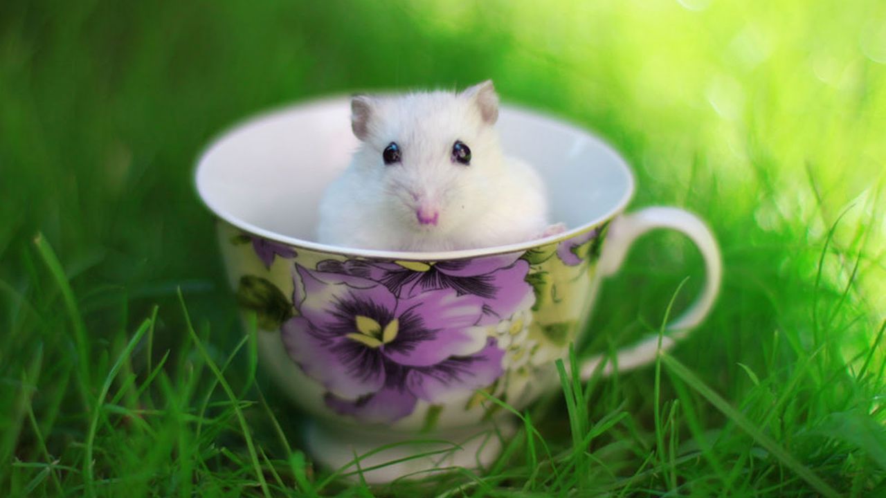Hamster In Cup Funny Picture