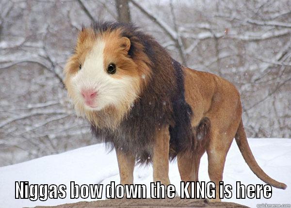 Hamster Lion Face Funny Photoshopped Picture