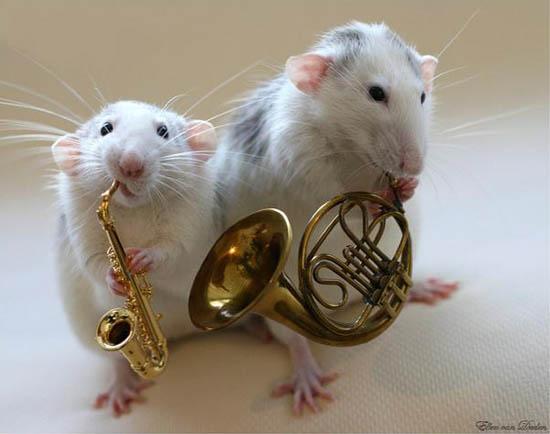 Hamster Musicians Funny Picture