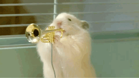 Hamster Playing Musical Instruments Funny Gif Image