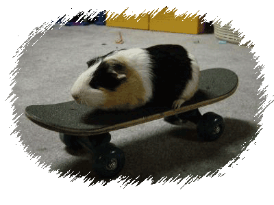 Hamster Skateboarding Funny Picture