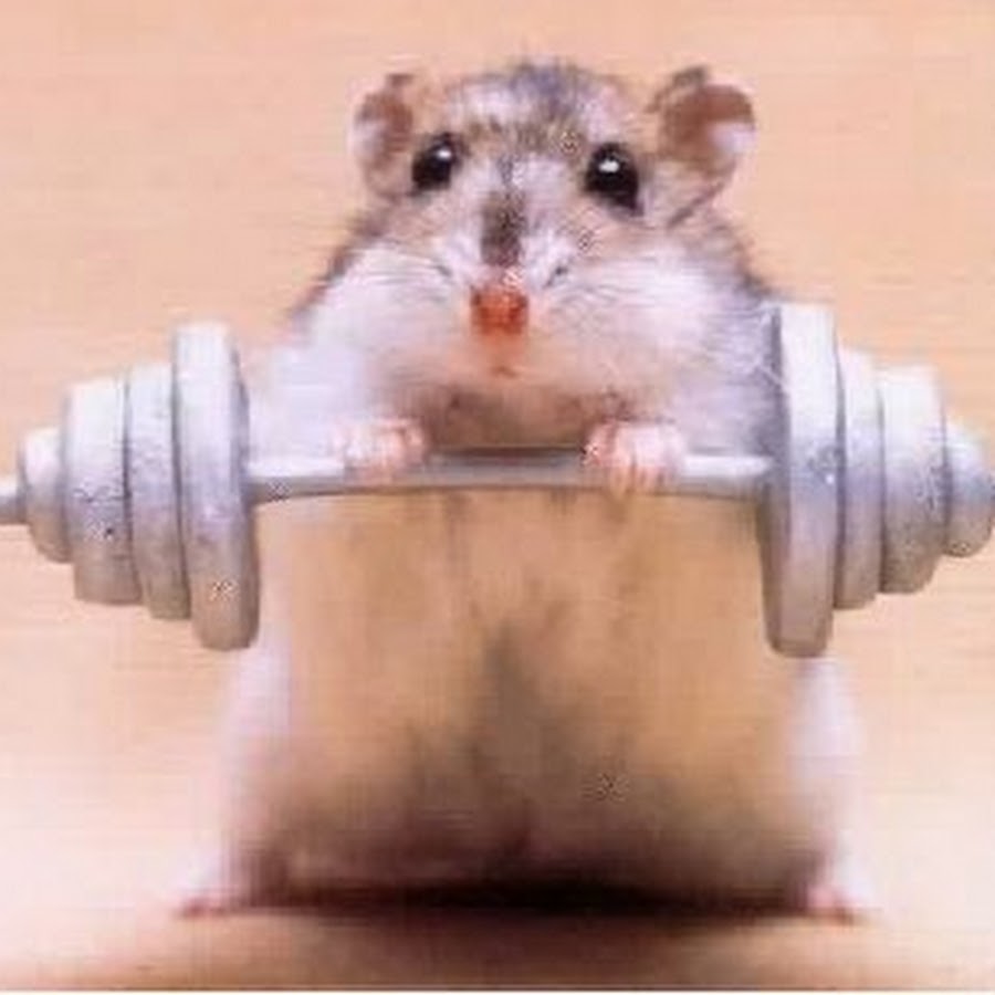 Hamster Weight Lifting Funny Picture