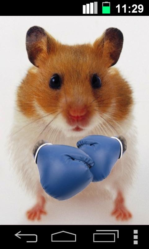Hamster With Boxing Gloves Funny Picture