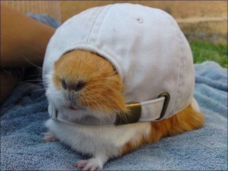 Hamster With Cap Funny Picture