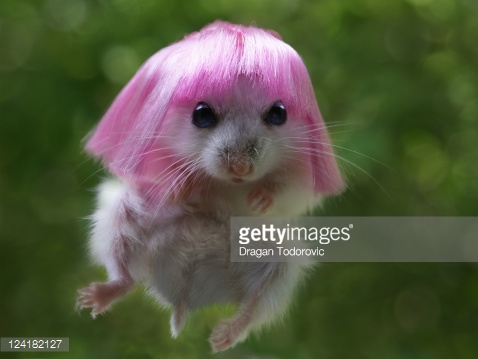 Hamster With Colorful Hair Funny Picture