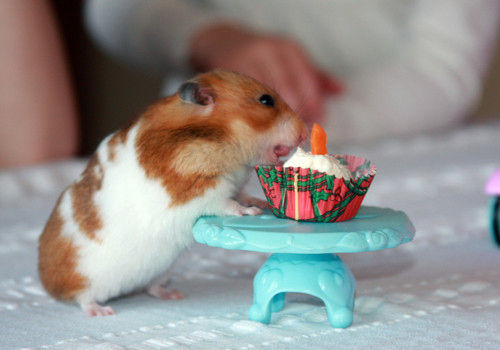 Hamster With Cup Cake Funny Picture