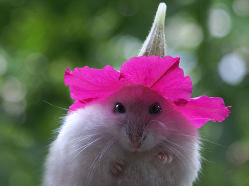 Hamster With Flower Hat Funny Picture