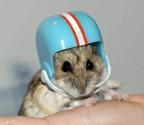 Hamster With Helmet Funny Picture