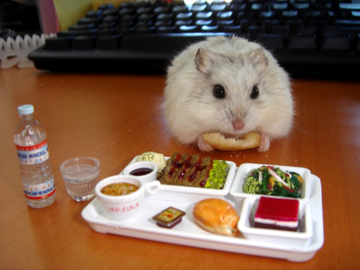 Hamster With Hotdog Looking Food Funny Picture