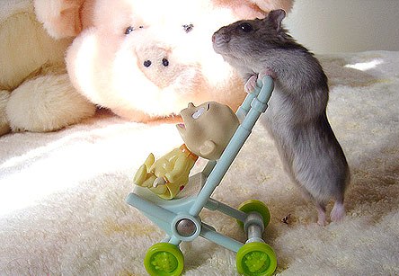 Hamster With Perambulator Funny Picture