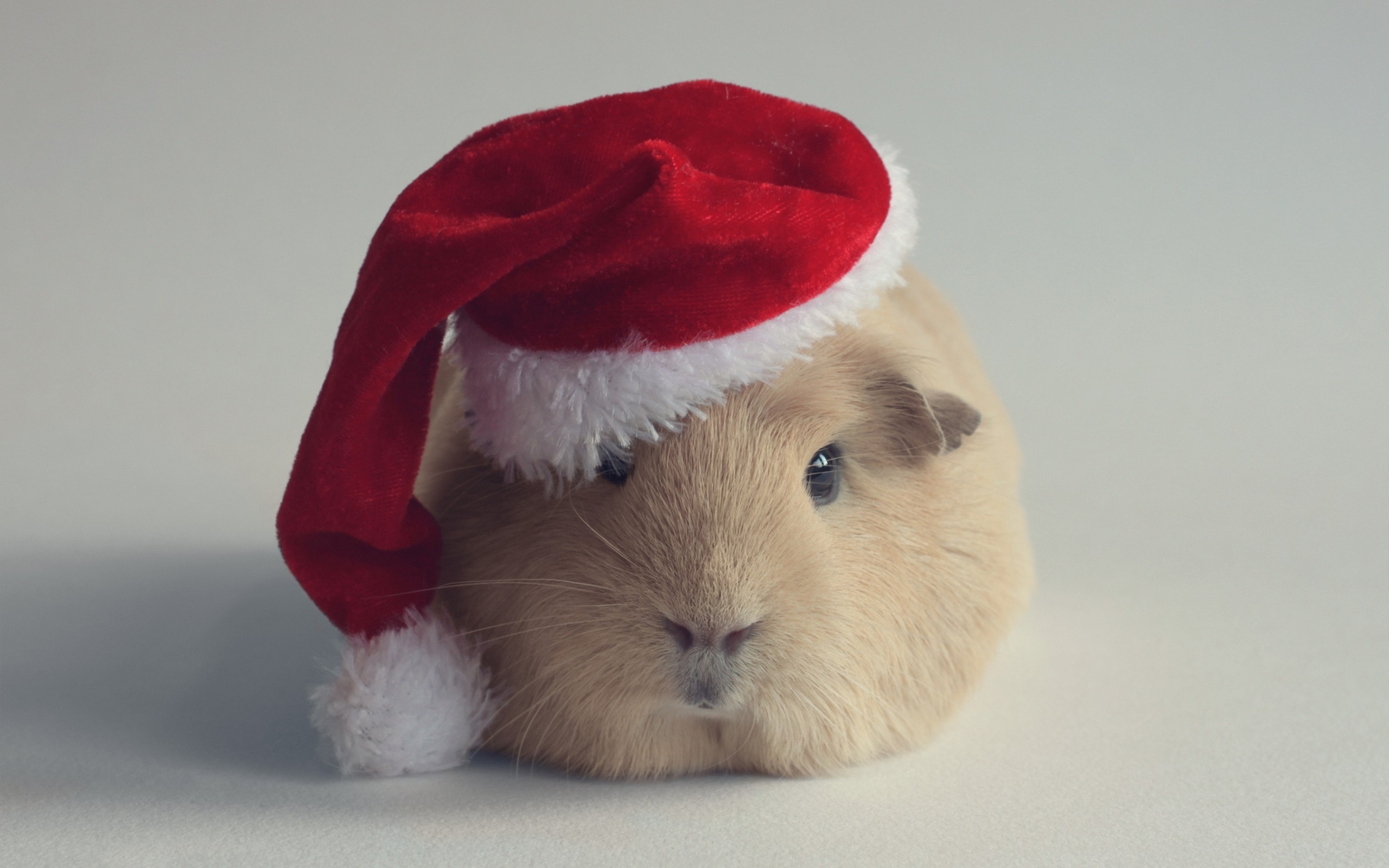 Hamster With Santa Clause Hat Funny Picture