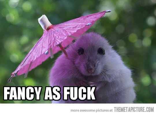 Hamster With Umbrella Funny Image